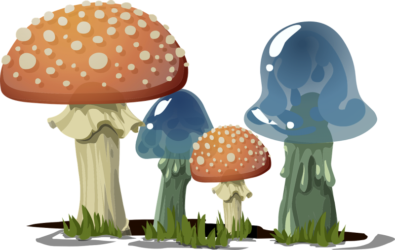 mushrooms-576065_1280