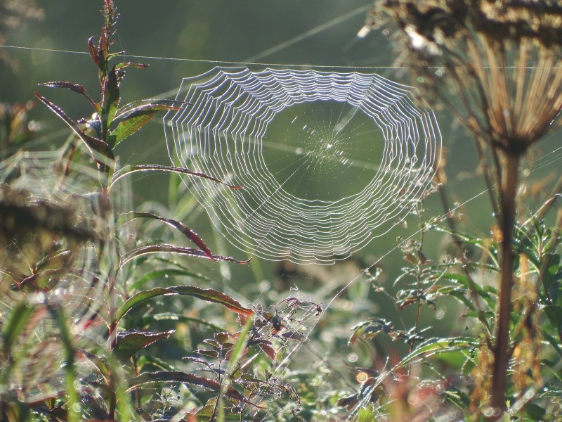 spider-web-2702811_1920